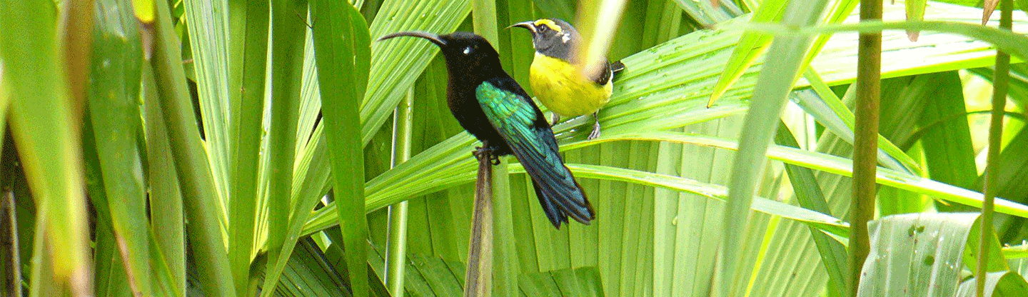 CHAMBRE INTERDEPARTEMENTALE DE LA GUYANE ET DE LA MARTINIQUE